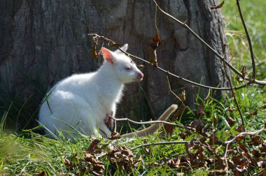 Bir Albino kanguru