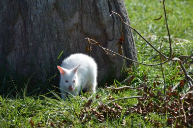 Bir Albino kanguru