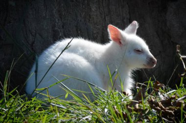 Bir Albino kanguru