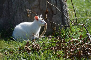 Bir Albino kanguru