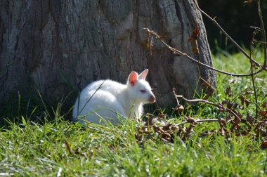Bir Albino kanguru