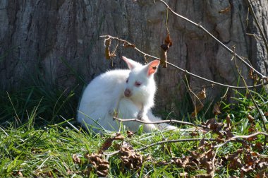 Bir Albino kanguru