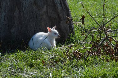Bir Albino kanguru