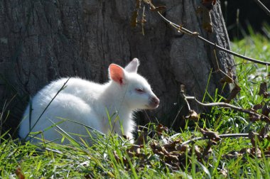 Bir Albino kanguru