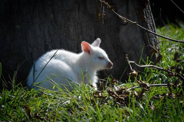 Bir Albino kanguru