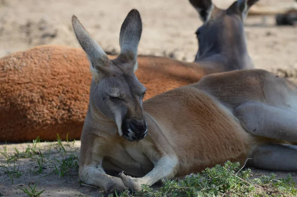 Kangaroo utomhus — Stockfoto