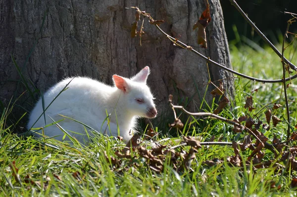 Bir Albino kanguru