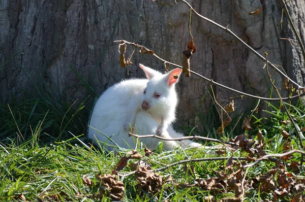 Bir Albino kanguru