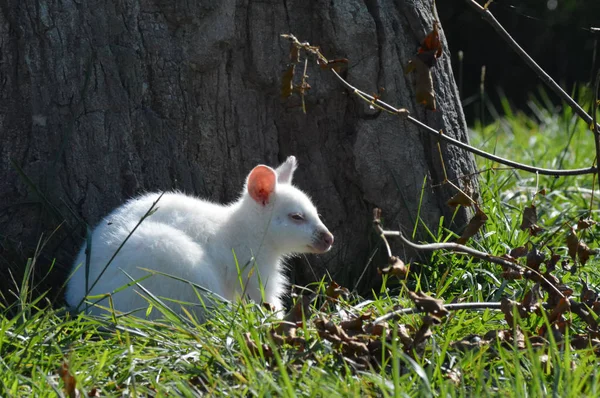 Bir Albino kanguru — Stok fotoğraf
