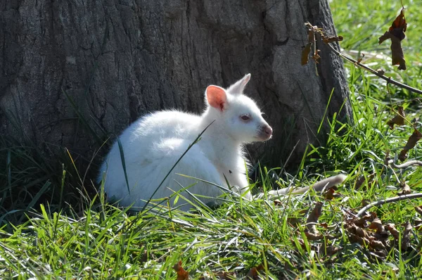 Walabia Albino — Zdjęcie stockowe