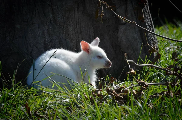 Bir Albino kanguru