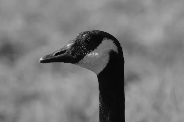 Close up of a geese — Stock Photo, Image