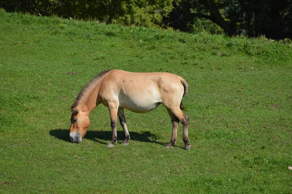 Caballo asiático salvaje — Foto de Stock