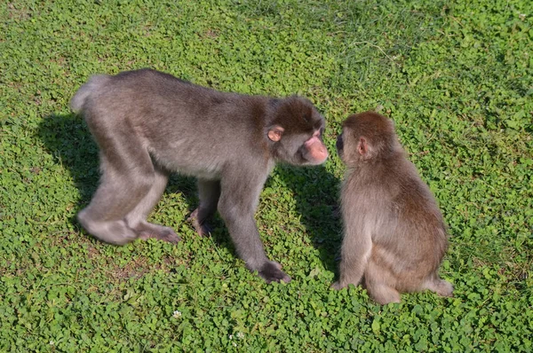 Monyet Salju — Stok Foto