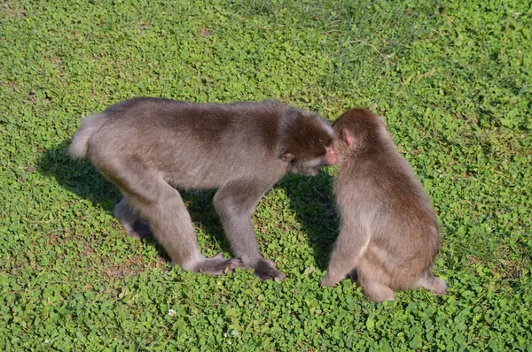 Um macaco da neve — Fotografia de Stock