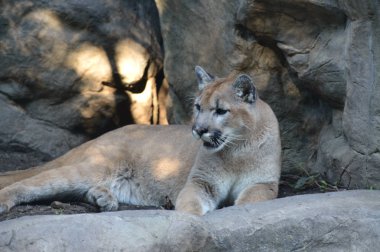 Puma açık havada