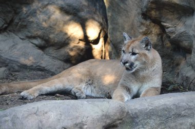 Puma açık havada