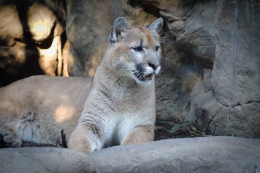Puma açık havada