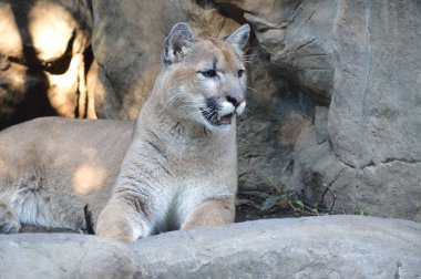 Puma açık havada