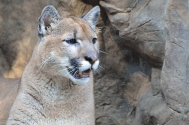 Puma açık havada