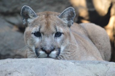 Puma açık havada