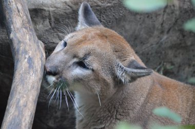 Puma açık havada