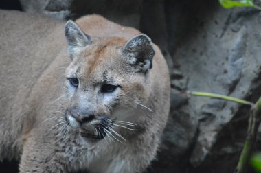 Puma açık havada