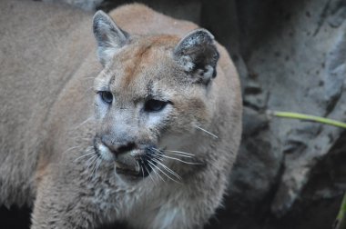 Puma açık havada