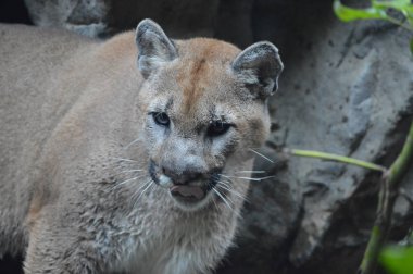 Puma açık havada