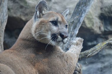 Puma açık havada