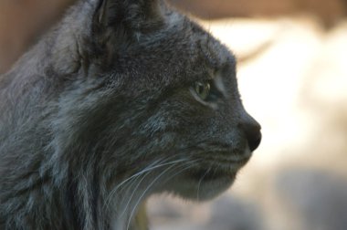 Kanadalı bir vaşak