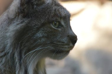 Kanadalı bir vaşak