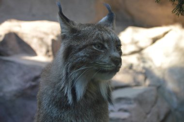 Kanadalı bir vaşak