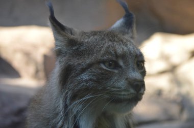 Kanadalı bir vaşak