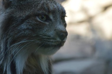 Kanadalı bir vaşak