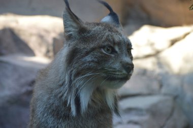 Kanadalı bir vaşak