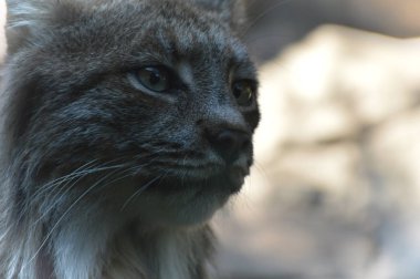 Kanadalı bir vaşak