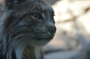 Kanadalı bir vaşak