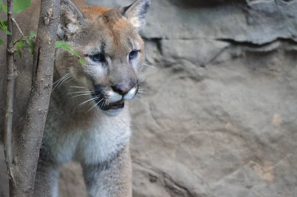 Puma açık havada