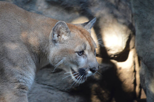 Puma in the outdoors