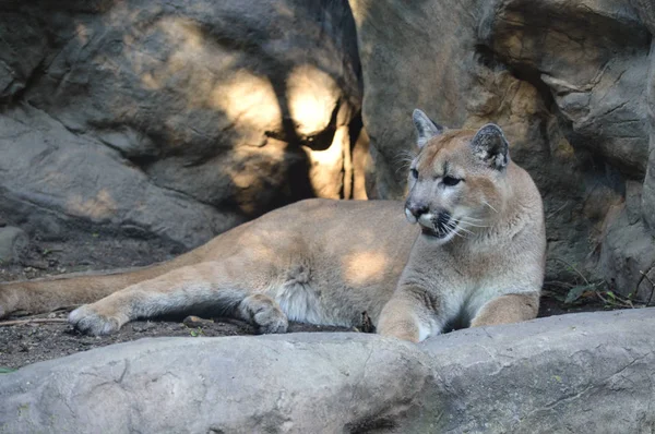 Puma açık havada — Stok fotoğraf