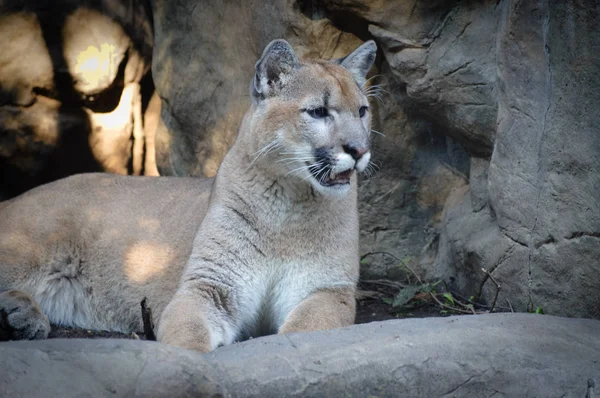 Puma in the outdoors — Stock Photo, Image