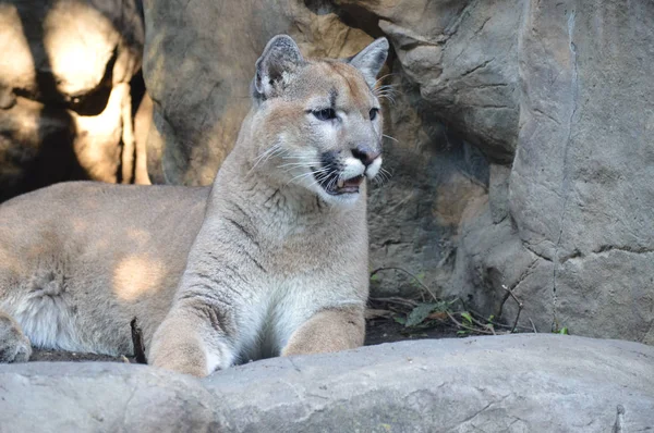 Puma açık havada — Stok fotoğraf