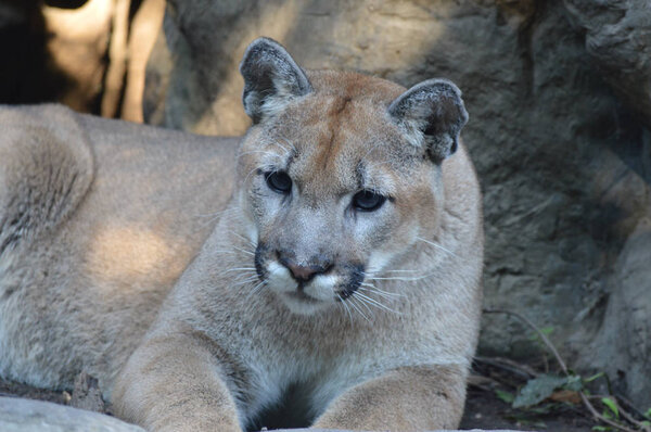 Puma in the outdoors