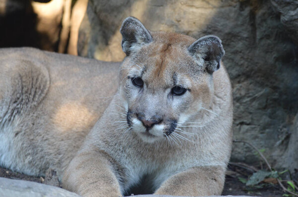 Puma in the outdoors