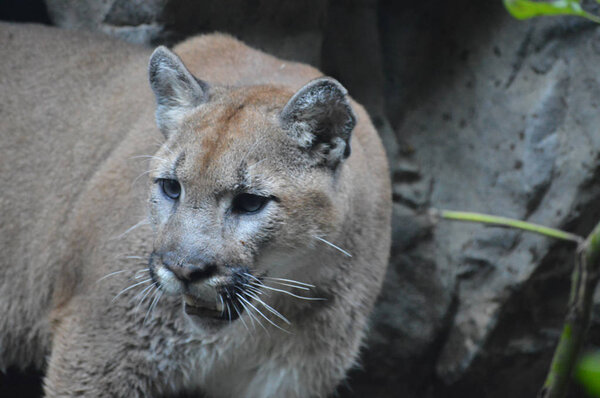 Puma in the outdoors
