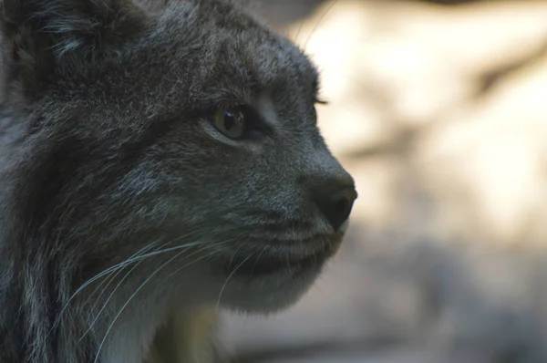 Un lince canadiense —  Fotos de Stock