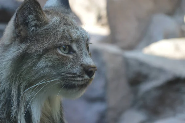 A Canadian Lynx — Stock Photo, Image