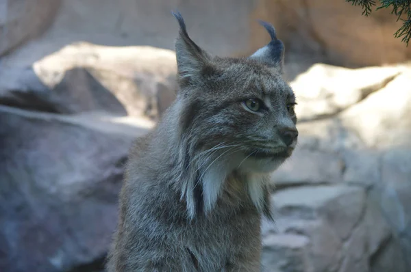 Kanadalı bir vaşak