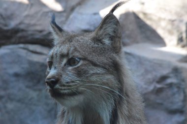 Kanadalı bir vaşak